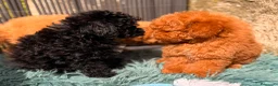 Caniche Toy perros en venta: Caniche Minitoy  - Anuncio 7