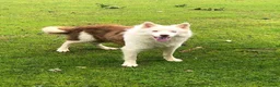 Border Collie perros en venta: BORDER COLLIE HEMBRA TRICOLOR MERLE - Anuncio 5