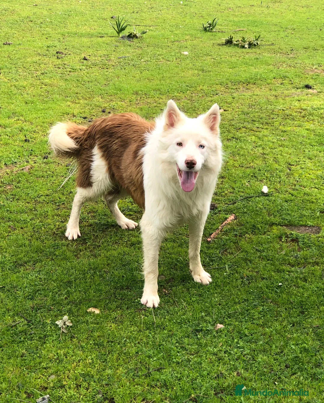 Border Collie perros en venta: BORDER COLLIE HEMBRA TRICOLOR MERLE - Anuncio 5