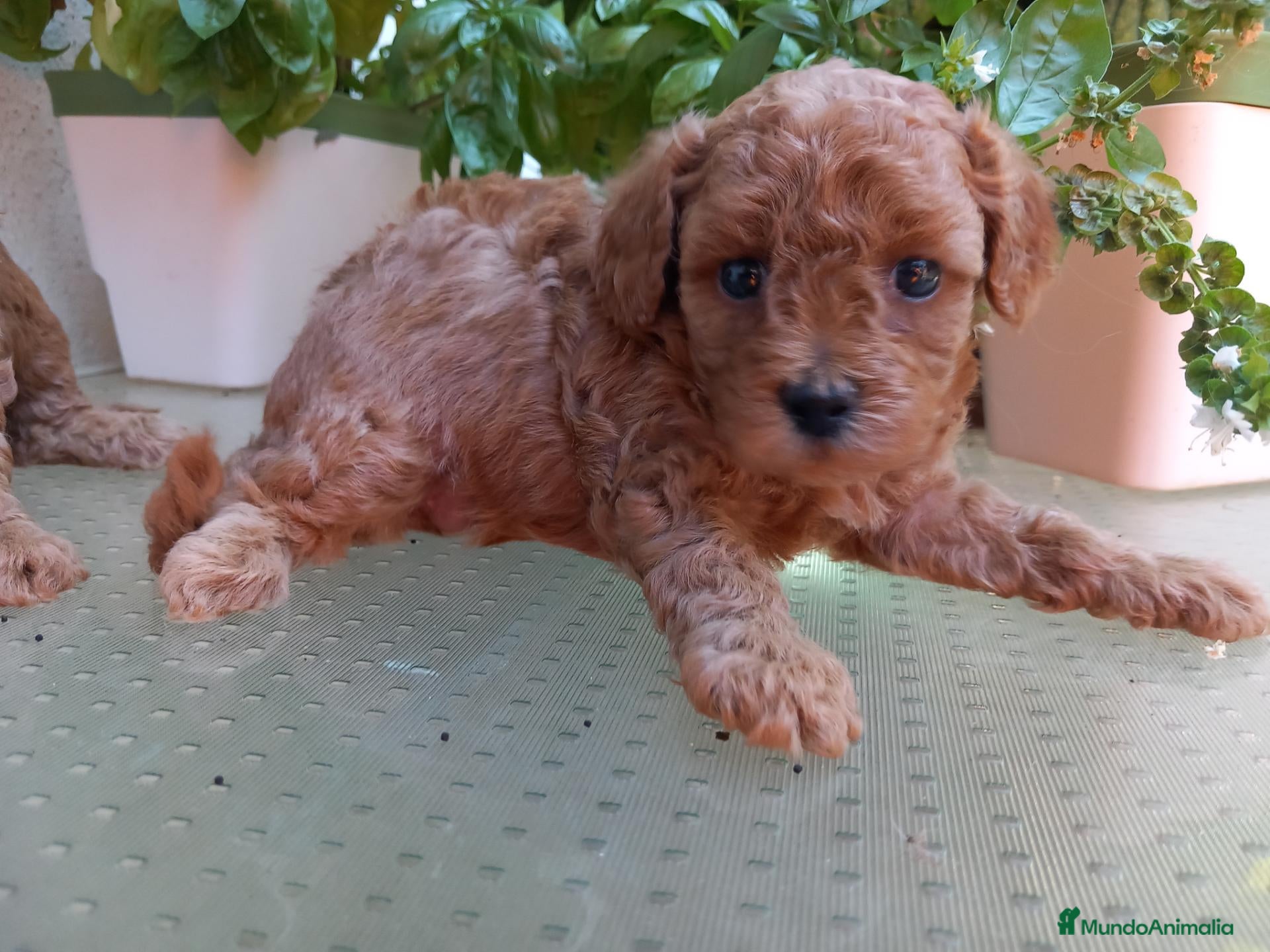 Caniche Toy perros Poodle Caniche toy rojo cachorro. - Anuncio 33