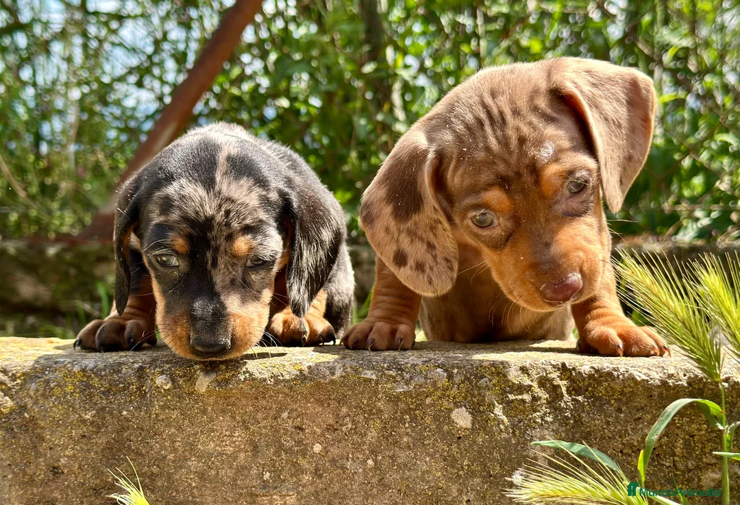 Teckel Miniatura perros en venta: EXCLUSIVAS TECKEL KANICHEN MERLES! - Anuncio 5