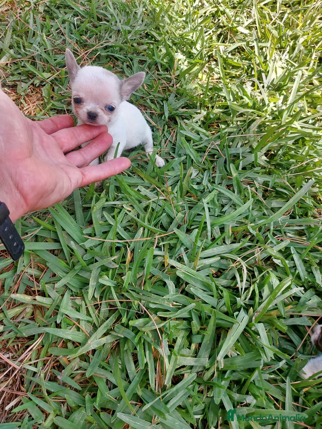 Chihuahua perros en venta: IMPRESIONANTE  CHIHUAHUA   LINEA  TOY  - Anuncio 1