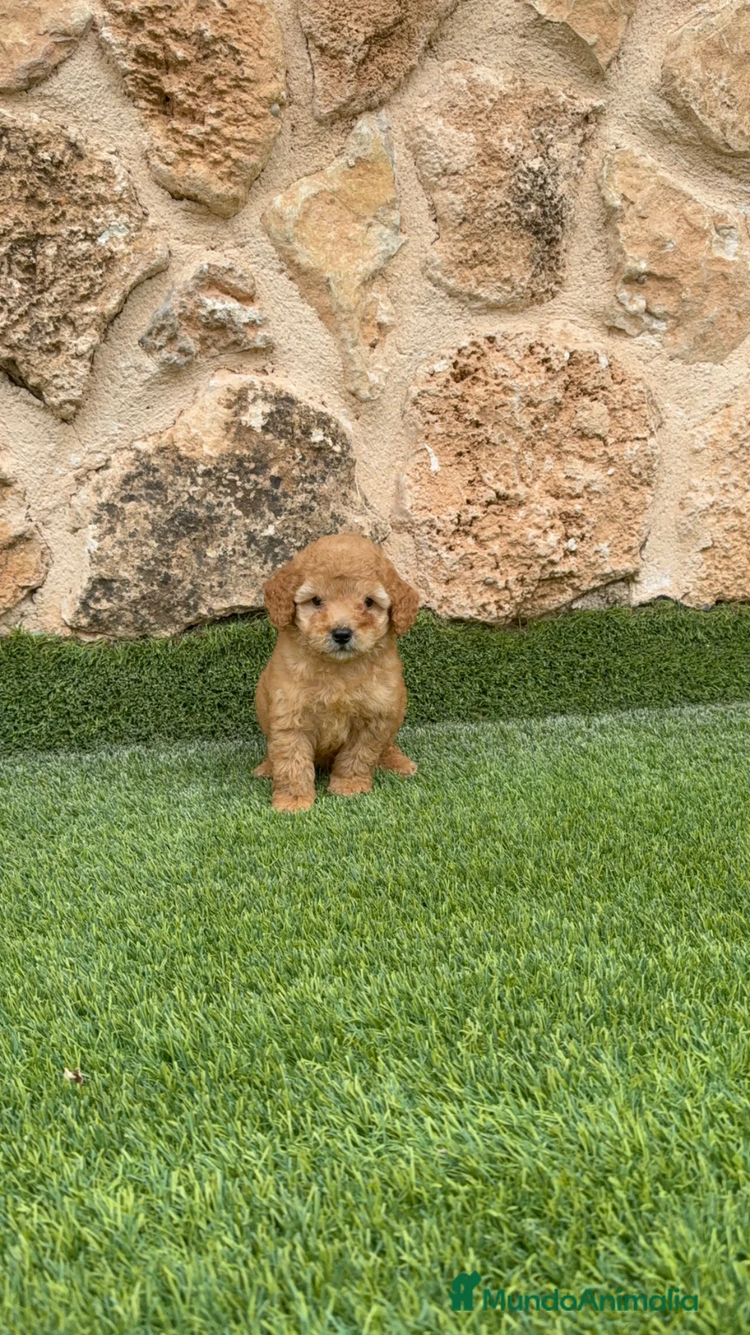 Caniche Toy perros en venta: Caniche toy - Anuncio 1