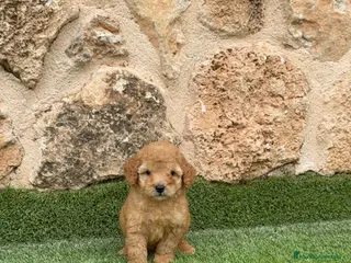 Caniche Toy perros Caniche toy - Anuncio 1