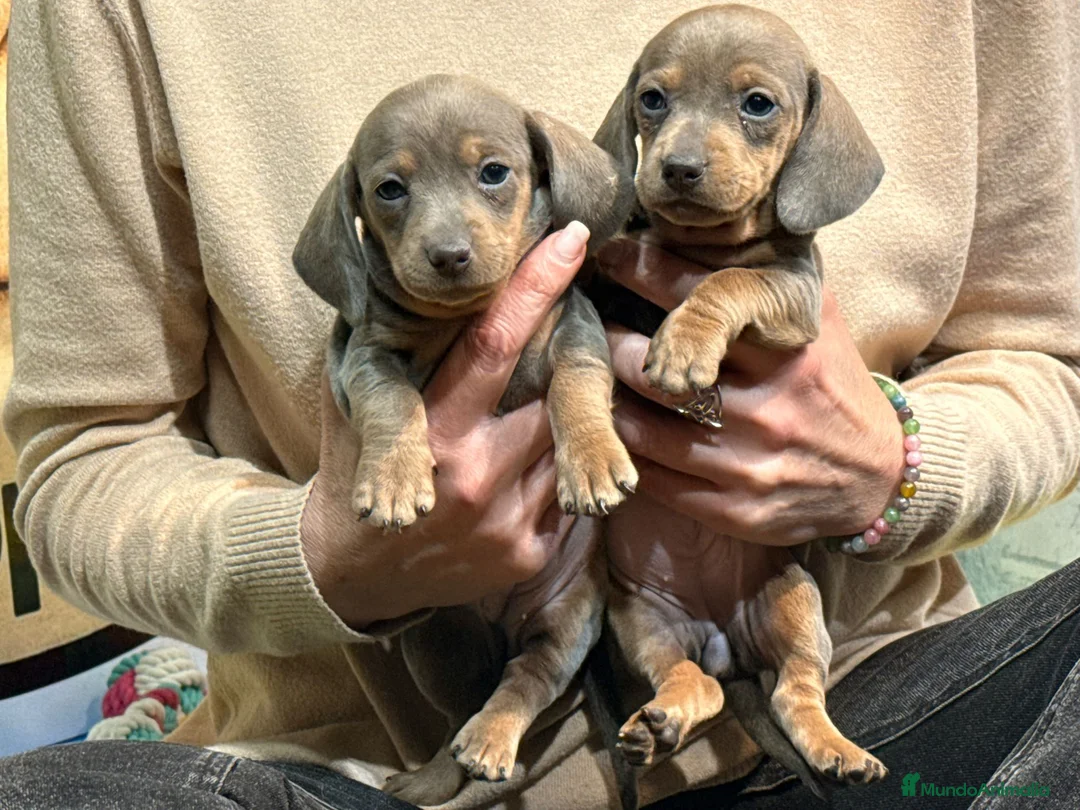 Teckel Miniatura perros en venta: Teckel miniatura - Anuncio 2