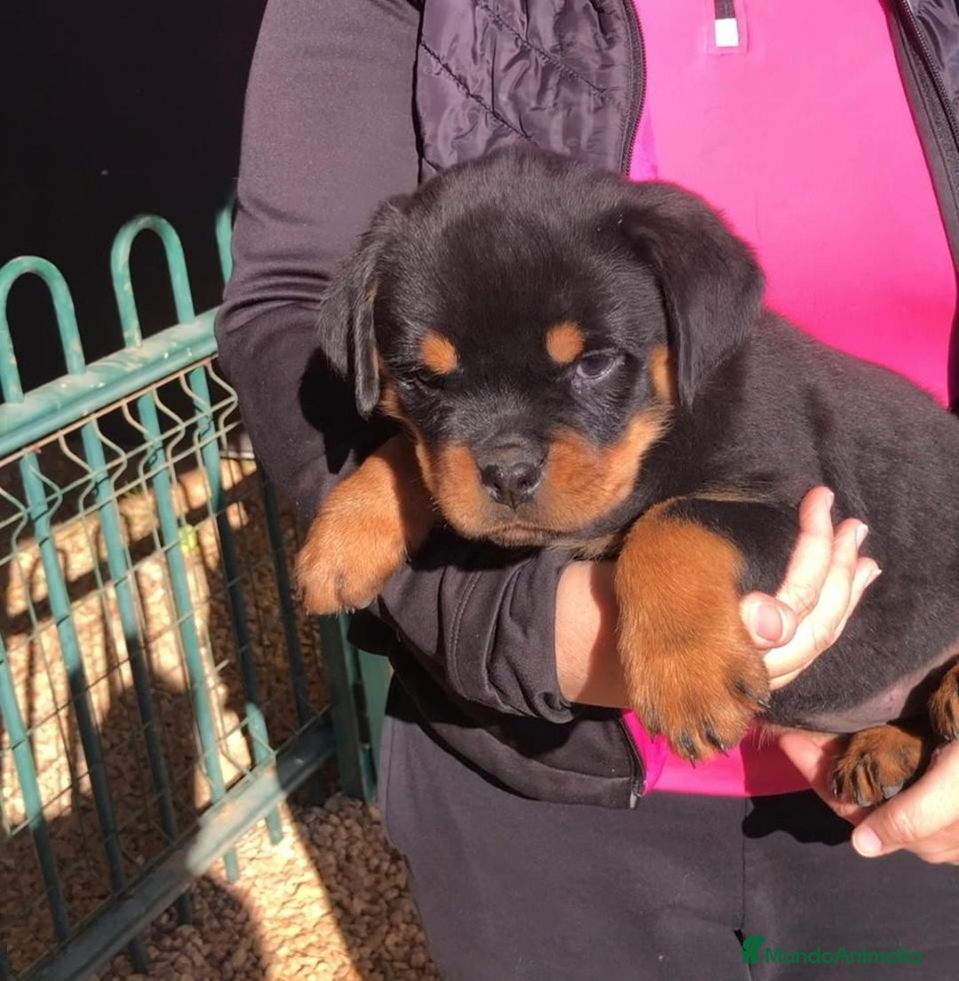 Rottweiler perros en venta: ROTTWEILER CACHORROS DISPONIBLES - Anuncio 7