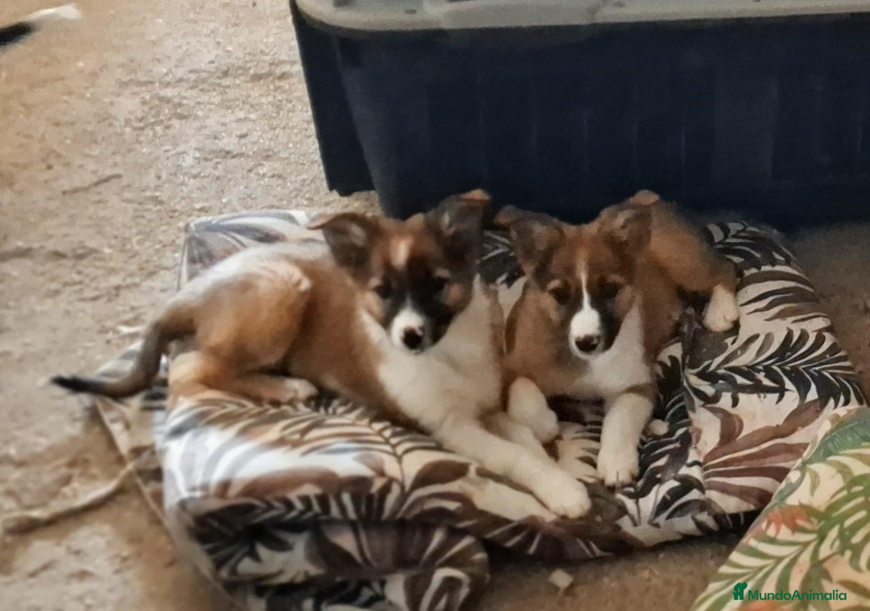 Border Collie perros Boder collie camada 4 - Anuncio 16