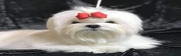 Bichón Maltés perros en venta: Bichon maltés de maxima calidad - Anuncio 4