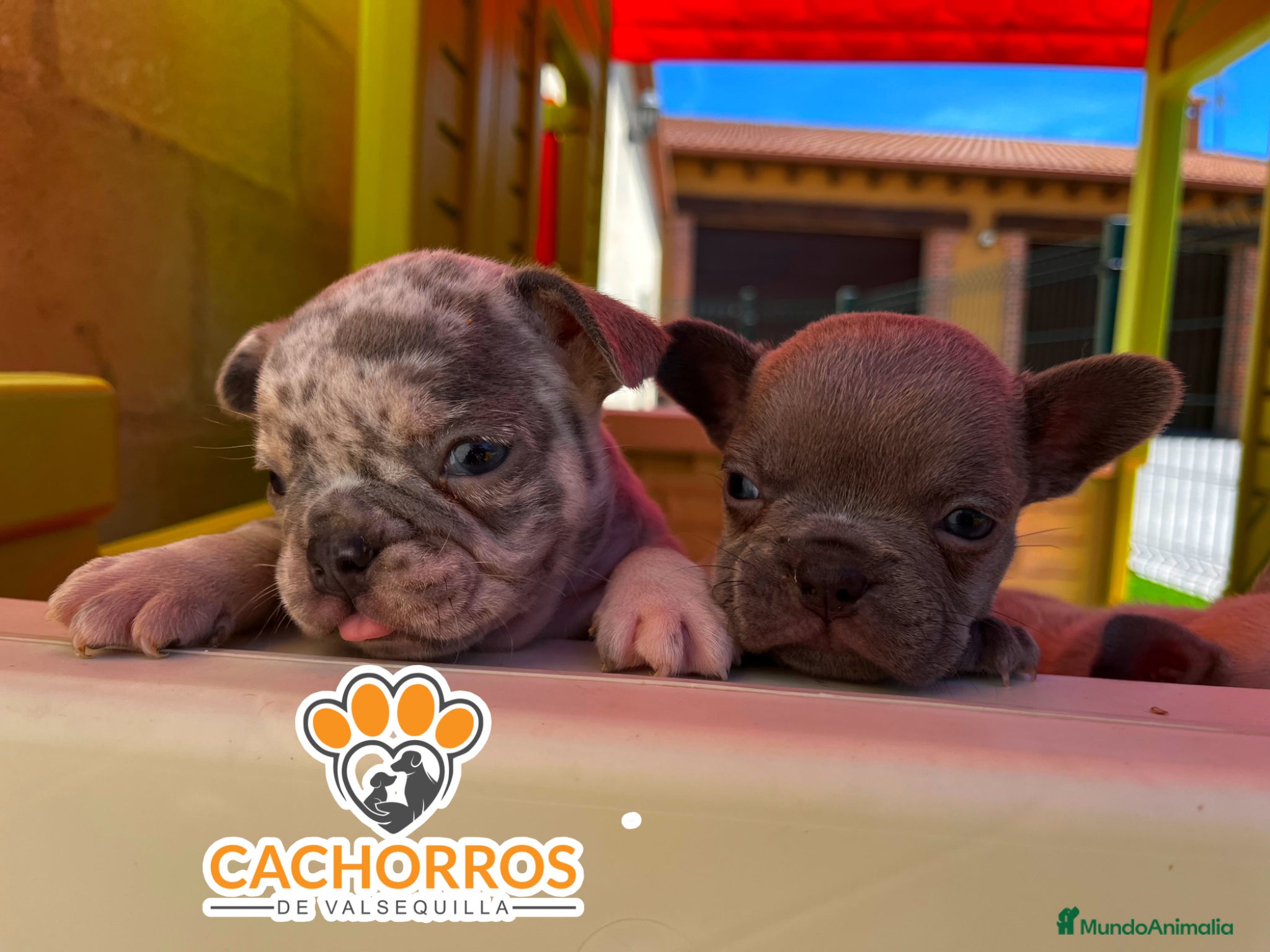 Bulldog Francés perros Bulldog francés  - Anuncio 12