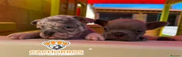 Bulldog Francés perros en venta: Bulldog francés  - Anuncio 1