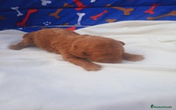 Caniche Toy perros en venta: Espectacular camada de caniches toys rojos machos  - Anuncio 1