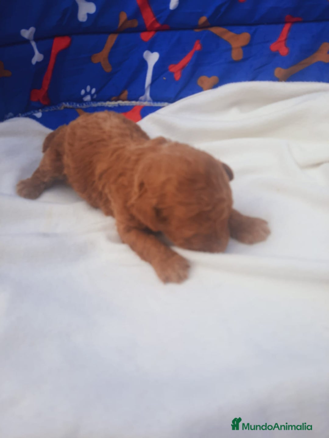 Caniche Toy perros en venta: Espectacular camada de caniches toys rojos machos  - Anuncio 1