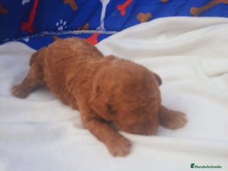 Caniche Toy perros Espectacular camada de caniches toys rojos machos - Anuncio 1