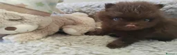 Pomchi perros en venta: Pomchi macho - Anuncio 3