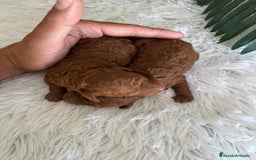 Caniche Toy perros en venta: CANICHE TOY ROJO - Imagen 8