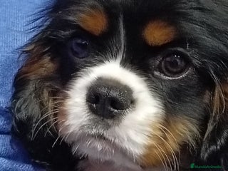 Cavalier King Charles Spaniel perros Precioso Cavalier tricolor - Anuncio 2