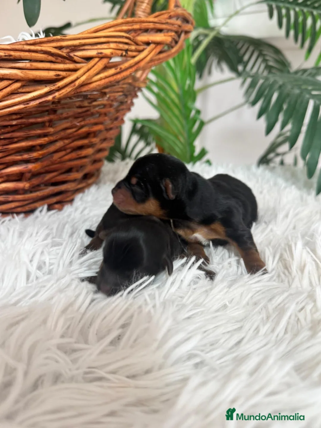 Yorkshire Terrier perros en venta: YORKSHIRE TERRIER - Anuncio 2