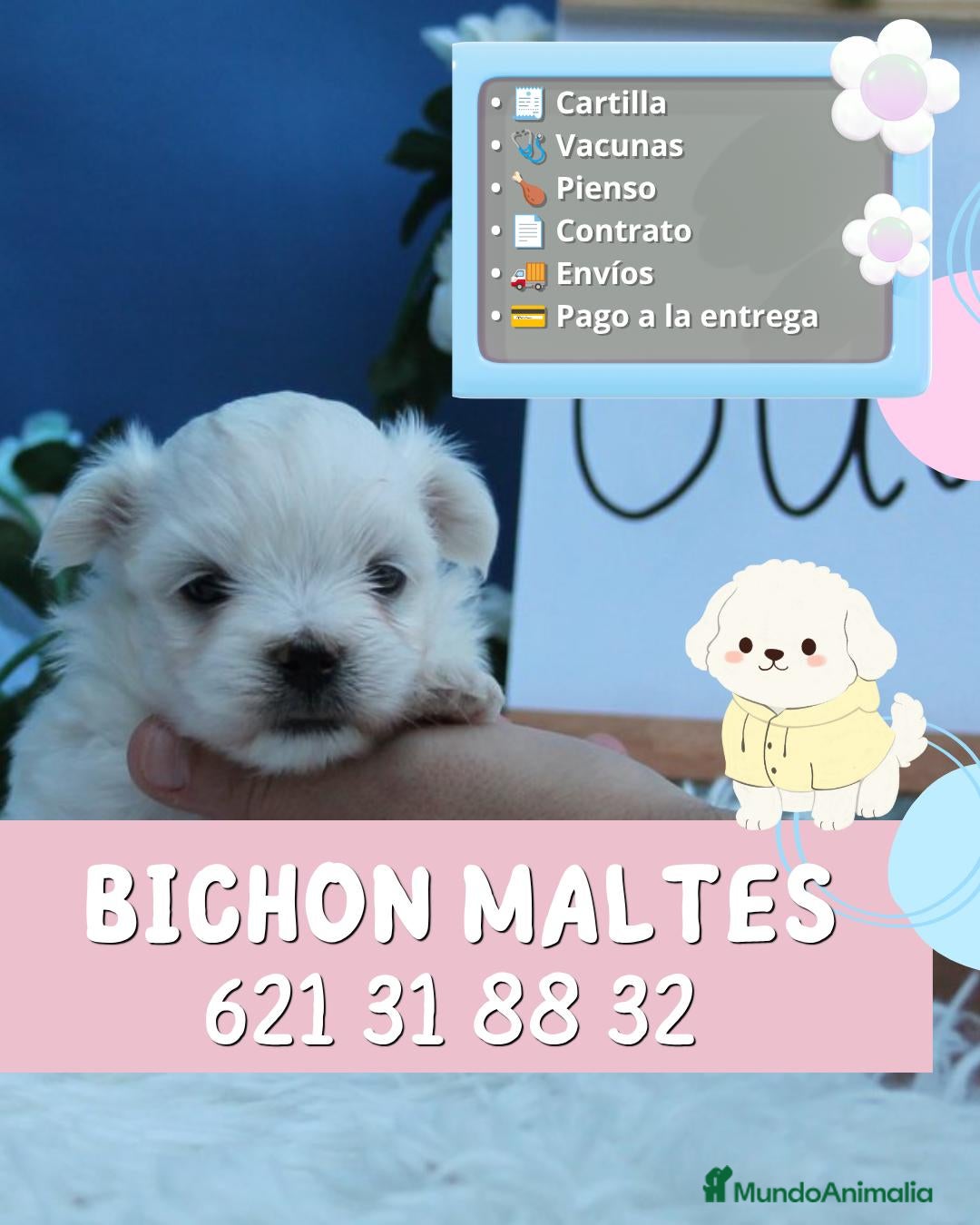 Bichón Maltés perros Bichón maltés enano auténticos  - Anuncio 1