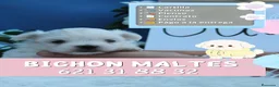 Bichón Maltés perros en venta: Bichón maltés enano auténticos  - Anuncio 1