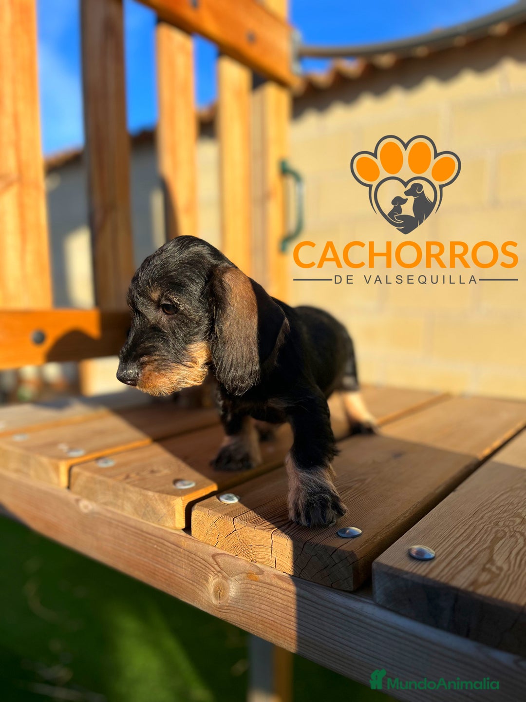Teckel perros en venta: Teckel pelo duro - Imagen 3