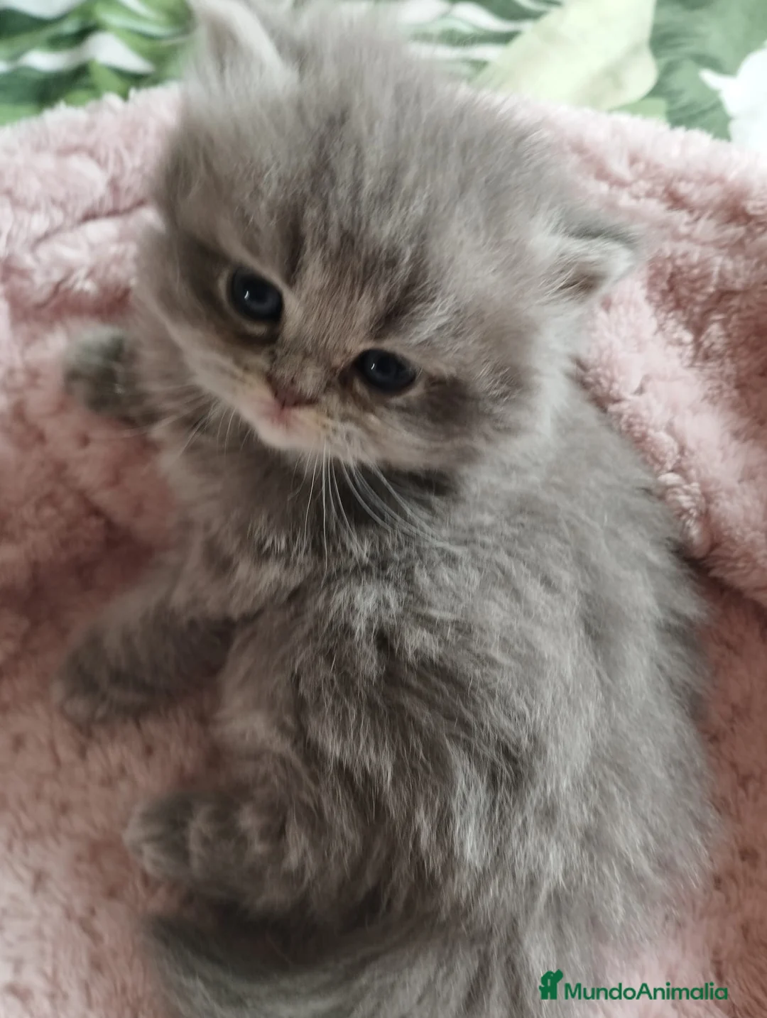 Persa gatos en venta: PERSA HEMBRA BLUE en Madrid - Anuncio 3