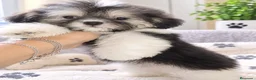 Shih Tzu perros en venta: Preciosa Shith tzu mini - Anuncio 1