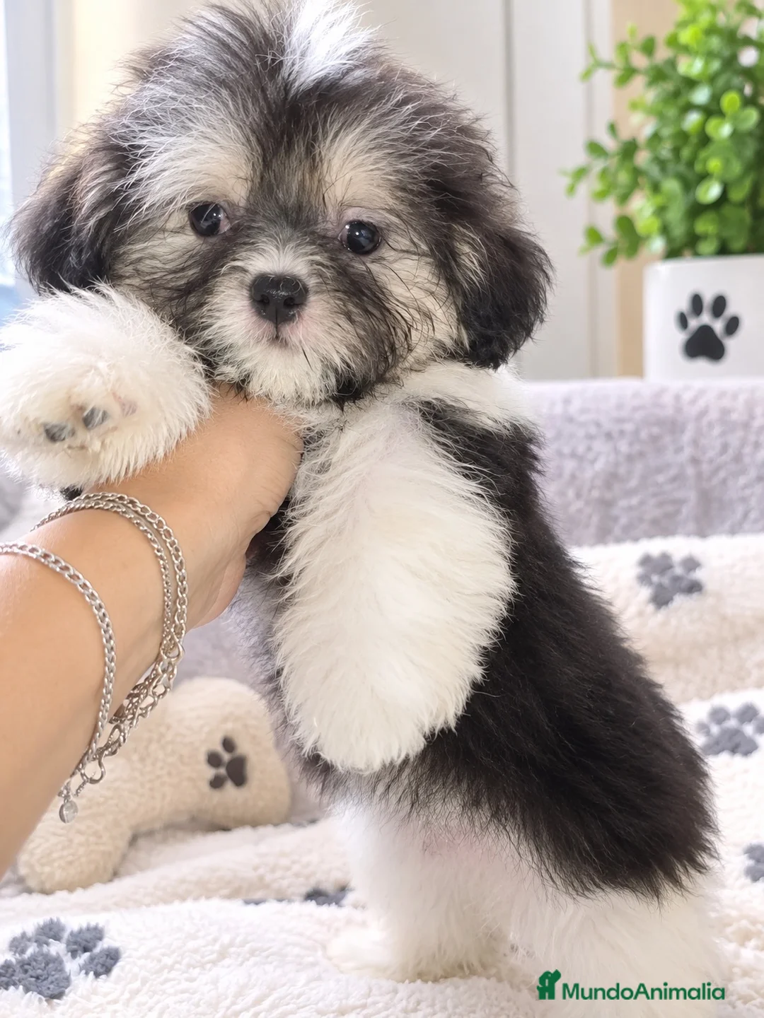 Shih Tzu perros en venta: Preciosa Shith tzu mini - Anuncio 1