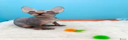 Sphynx gatos en venta: Gatitos Egipcios  - Anuncio 3