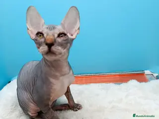 Sphynx gatos Gatitos Egipcios - Anuncio 1