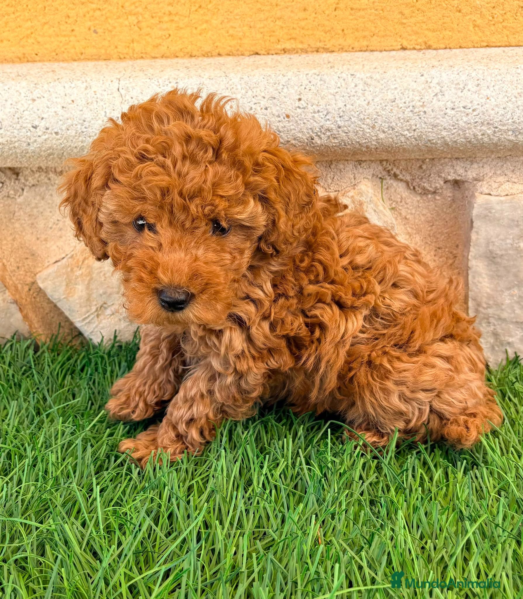 Caniche Toy perros Caniche toy roja - Anuncio 1