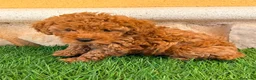 Caniche Toy perros en venta: Caniche toy roja - Anuncio 1