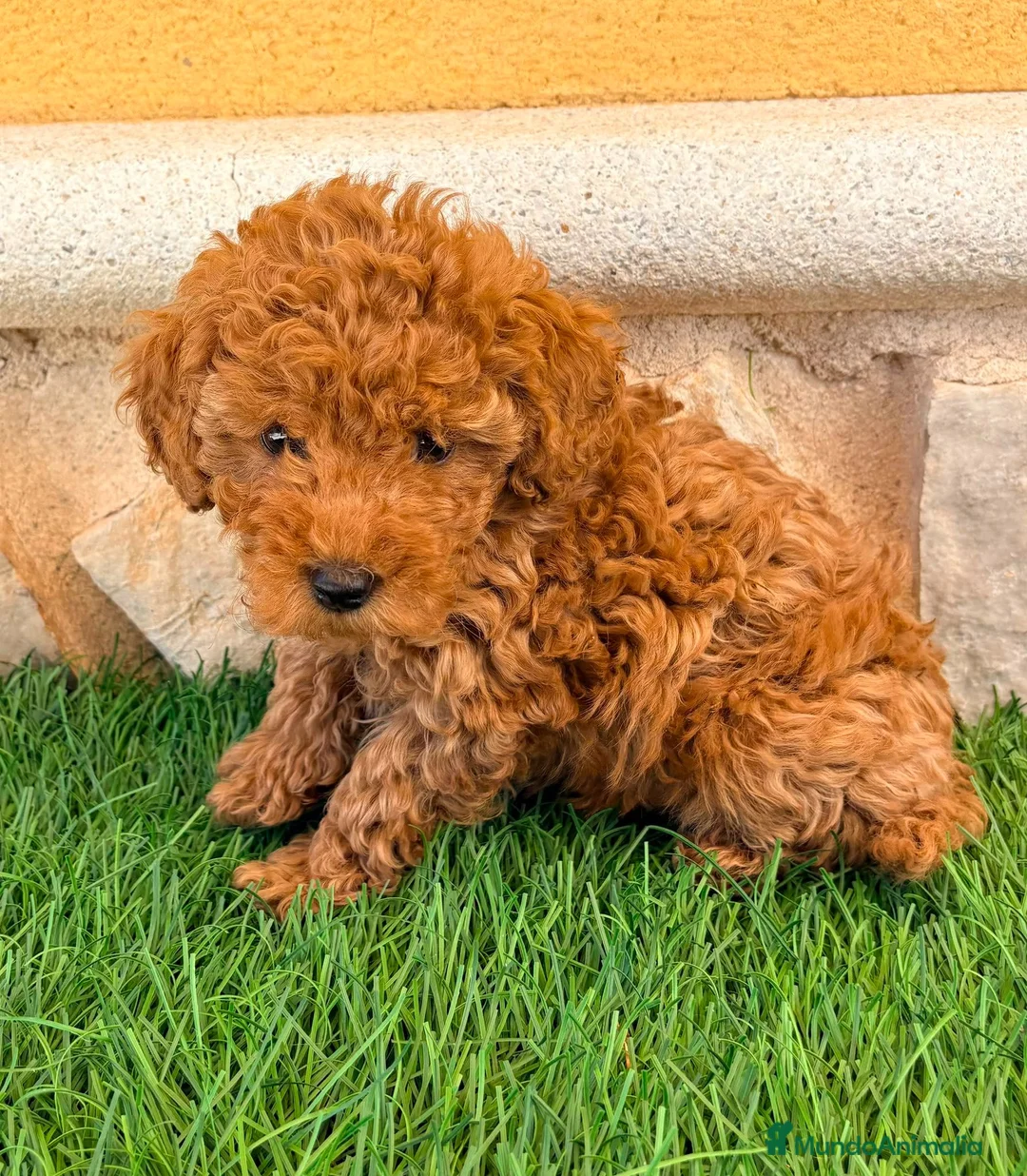 Caniche Toy perros en venta: Caniche toy roja - Anuncio 1