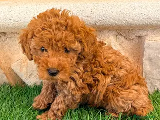 Caniche Toy perros Caniche toy roja - Anuncio 1