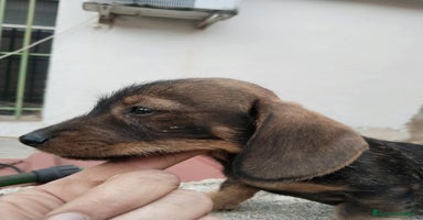 Teckel Miniatura perros - Anuncio 7