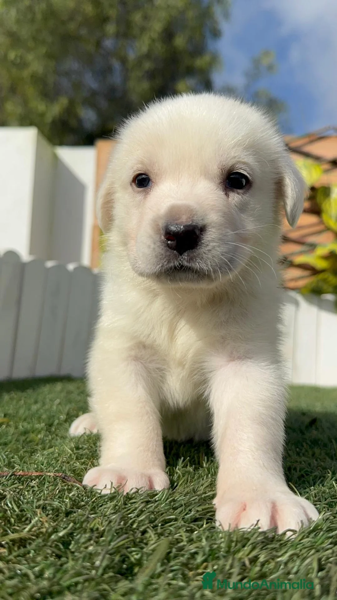 Mastín Español perros en venta: MASTIN ESPAÑOL HEMBRA - Anuncio 2