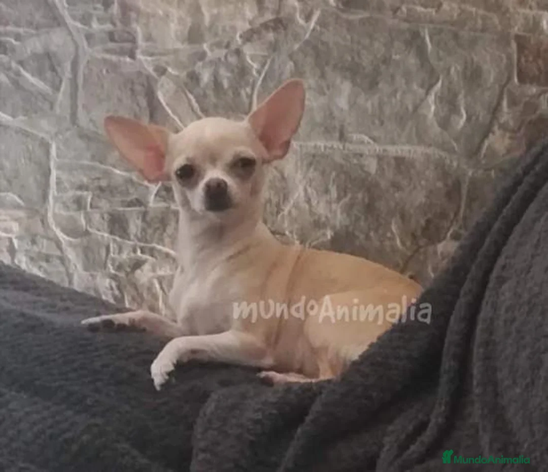 Imagen de galería {{count}}