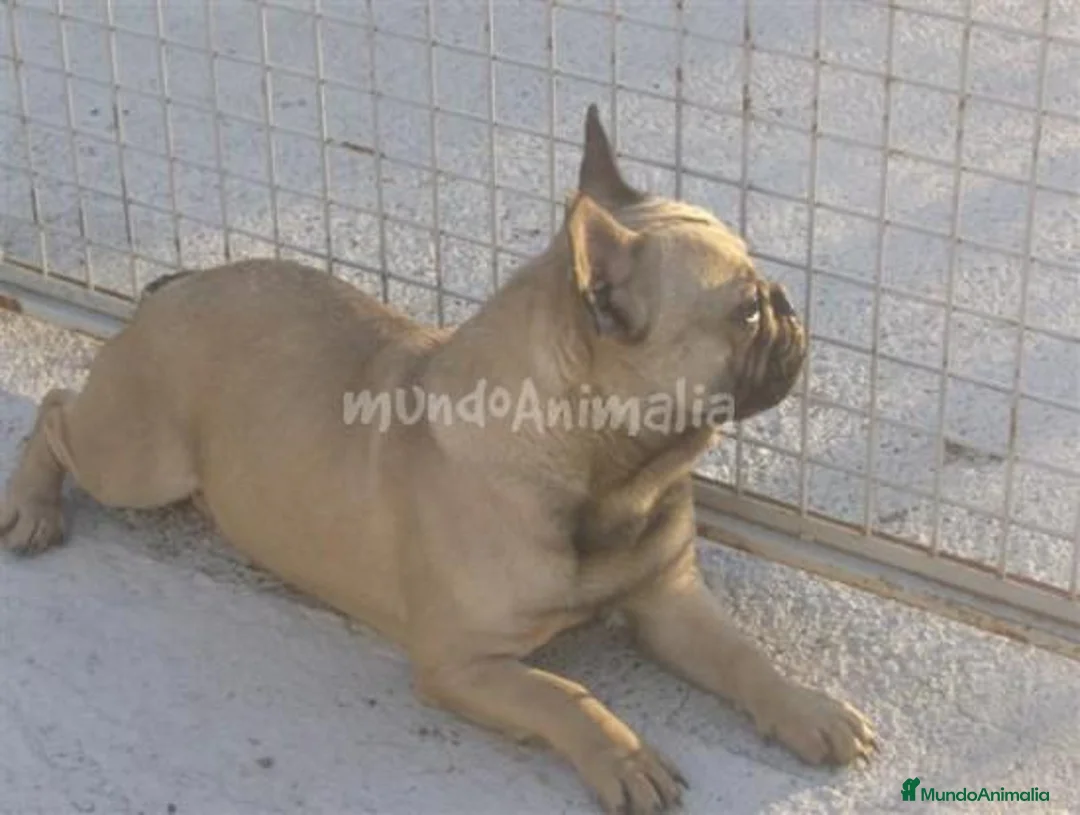 Imagen de galería {{count}}