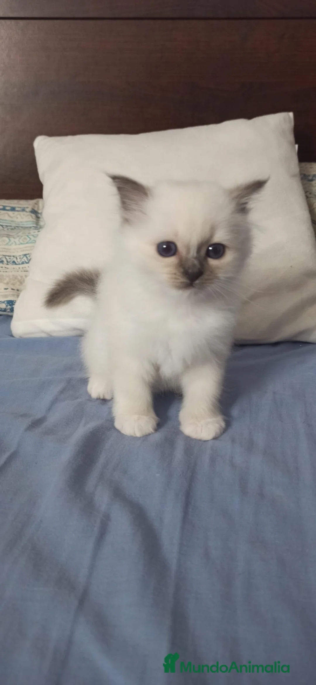 Sagrado de Birmania gatos en venta: Camada Sagrado de Birmania en Madrid - Anuncio 6