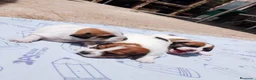 Jack Russell Terrier perros en venta: Jack Russell Puppies 🐶 - Anuncio 5