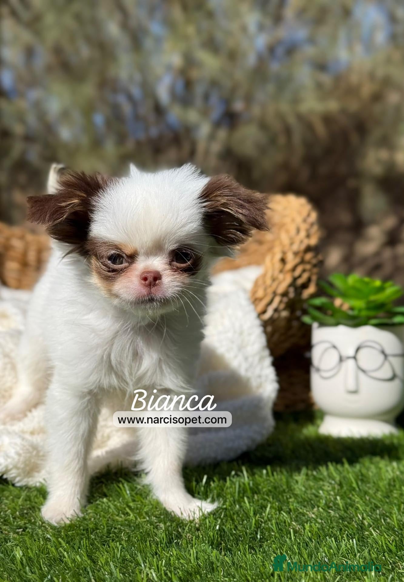 Chihuahua perros CHIHUAHUA PELO LARGO HEMBRA - Anuncio 1