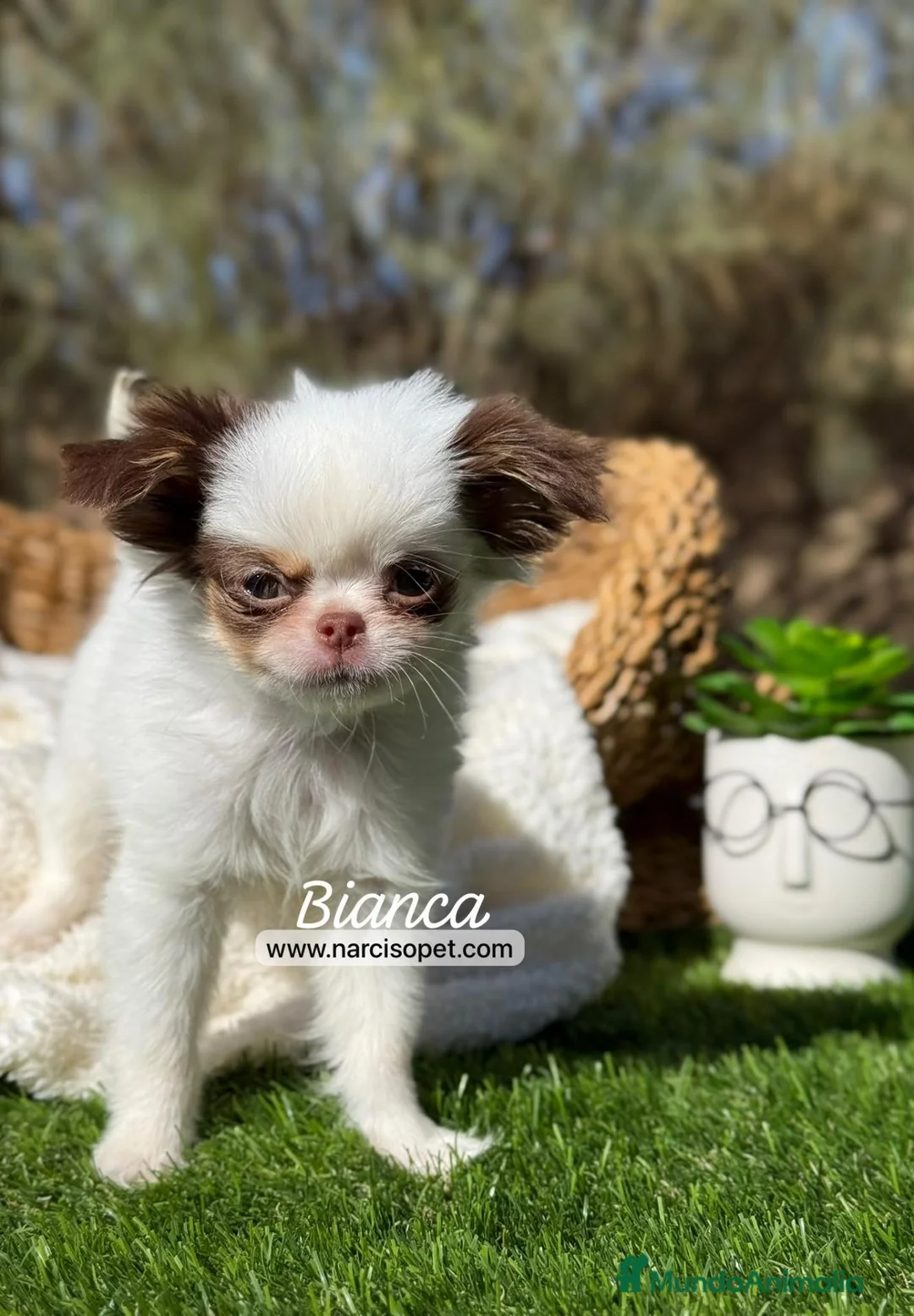 Chihuahua perros en venta: CHIHUAHUA PELO LARGO HEMBRA - Anuncio 1