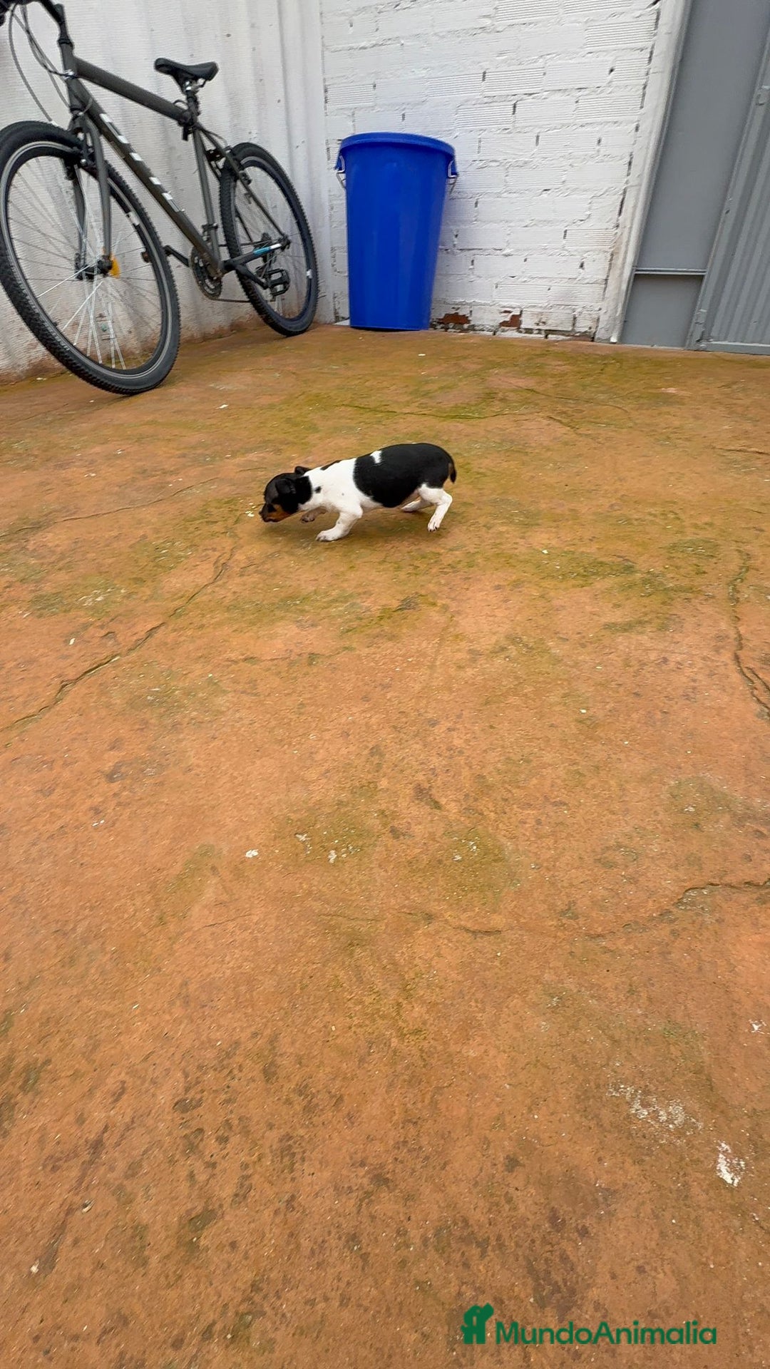 Jack Russell Terrier perros en venta: Jack Russell  - Anuncio 9