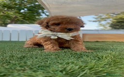 Caniche Toy perros en venta: CANICHE TOY  - Imagen 1
