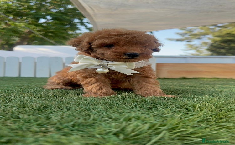 Caniche Toy perros - Propaganda 3