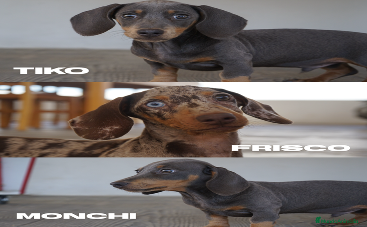Teckel perros - Anuncio 13
