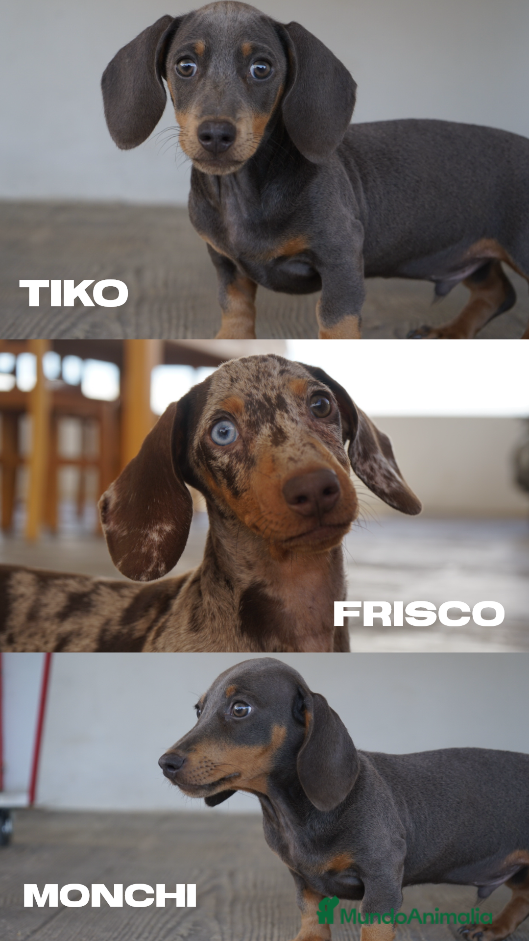 Teckel perros en venta: 🐾 Teckel miniatura – Frisco, Tico y Monchi 🌈 - Imagen 1