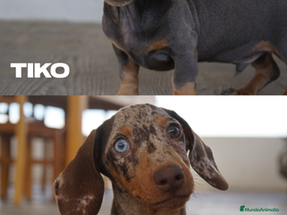 Teckel perros - Anuncio 1