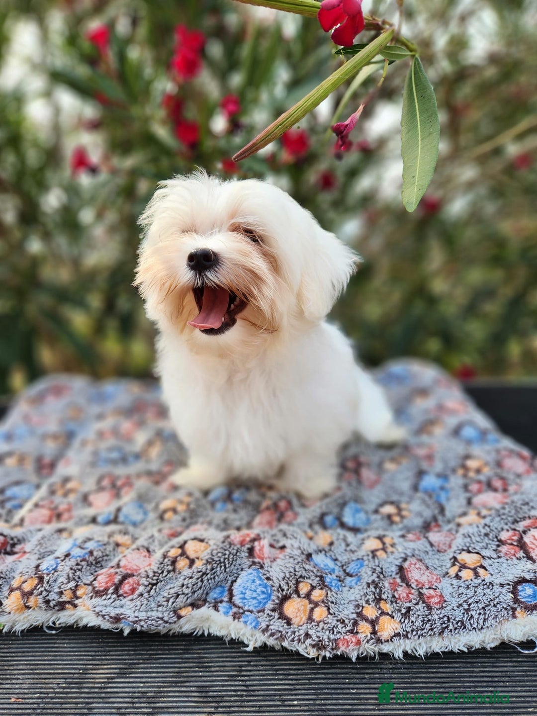Bichón Maltés perros en venta: Bichon maltés americano  - Imagen 3