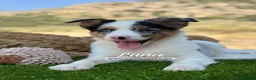 Border Collie perros en venta: BORDER COLLIE MERLE HEMBRA - Anuncio 6