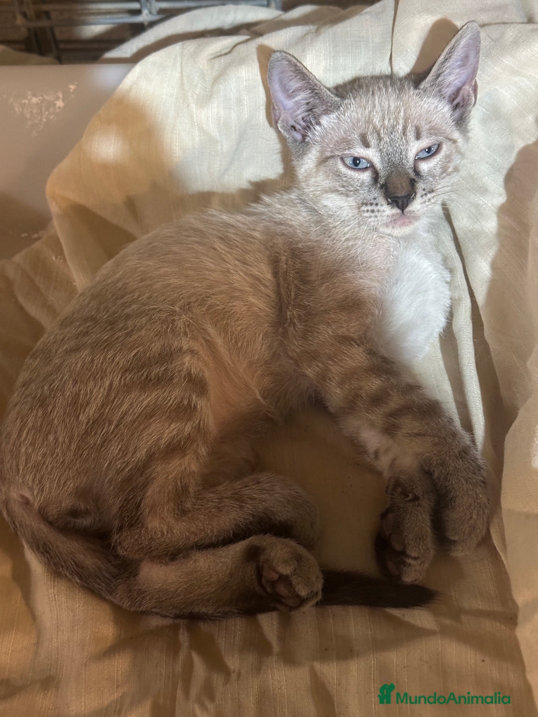 Siamés gatos en adopcion: Gato adopcion - Imagen 1